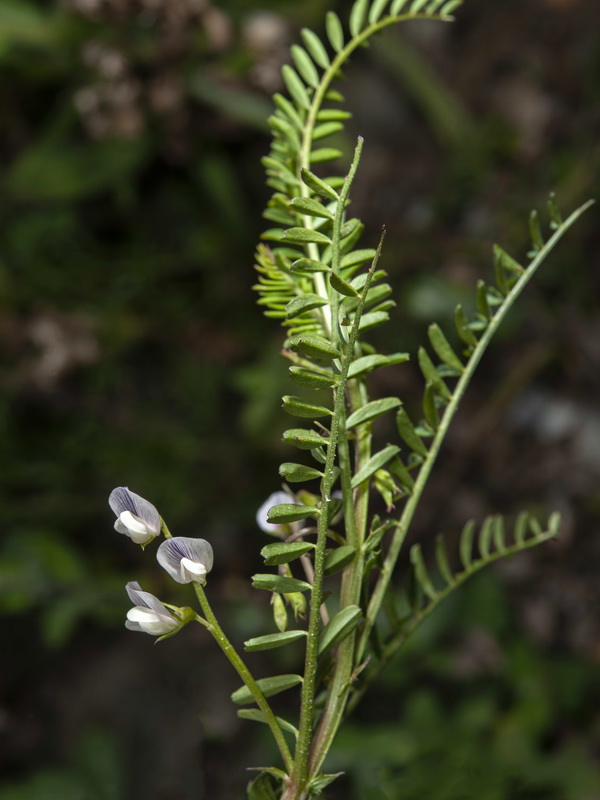 Vicia ervilia.01