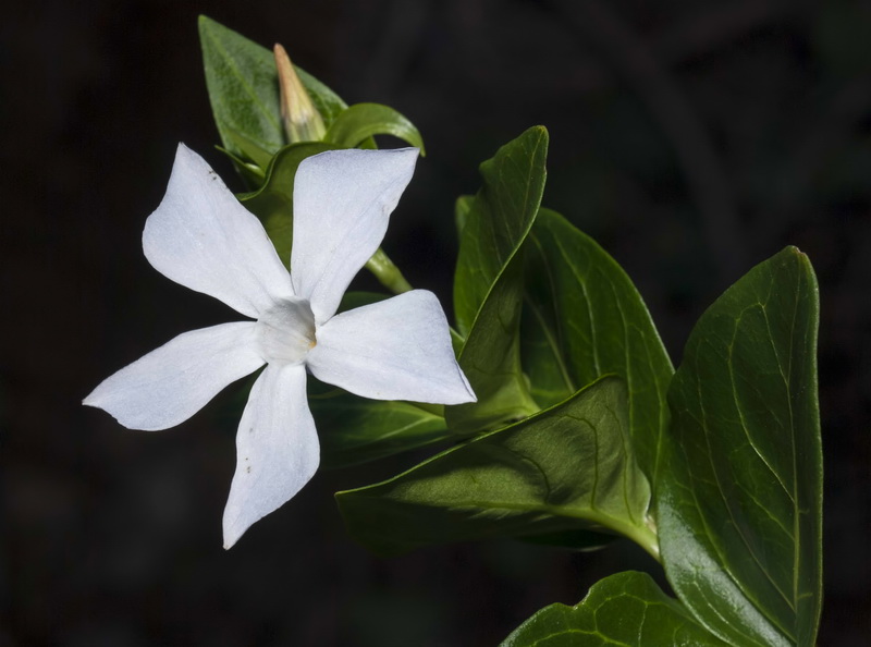 Vinca difformis.01