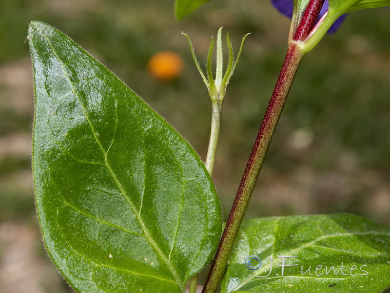 Vinca major.03