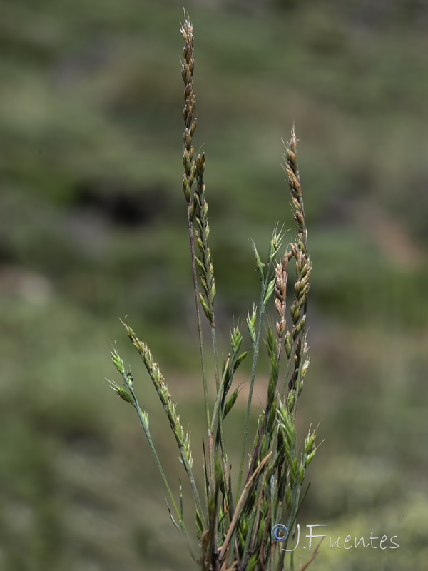 Vulpia unilateralis.03