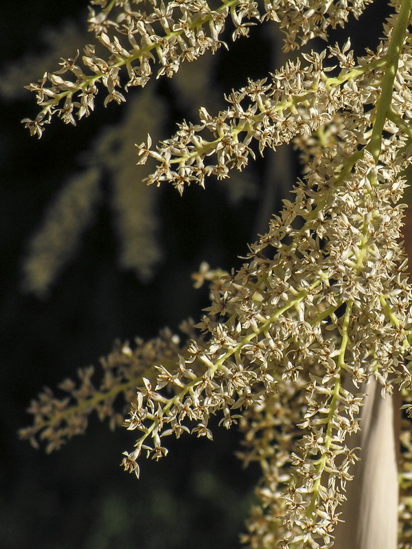 Washingtonia filifera.11