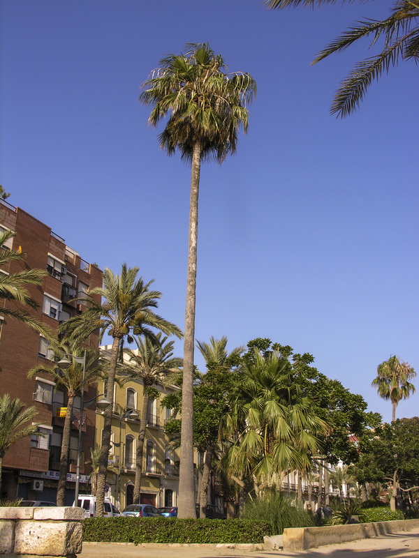 Washingtonia robusta.01