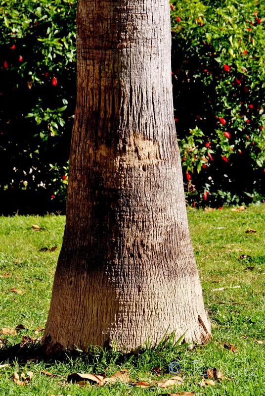 Washingtonia robusta.06