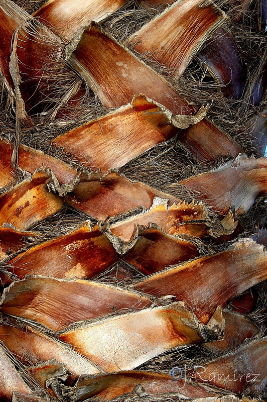 Washingtonia robusta.09