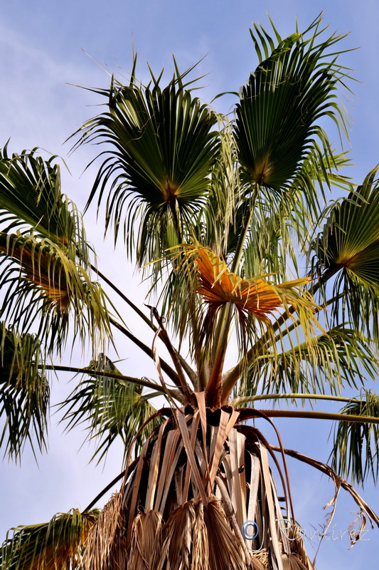 Washingtonia robusta.11