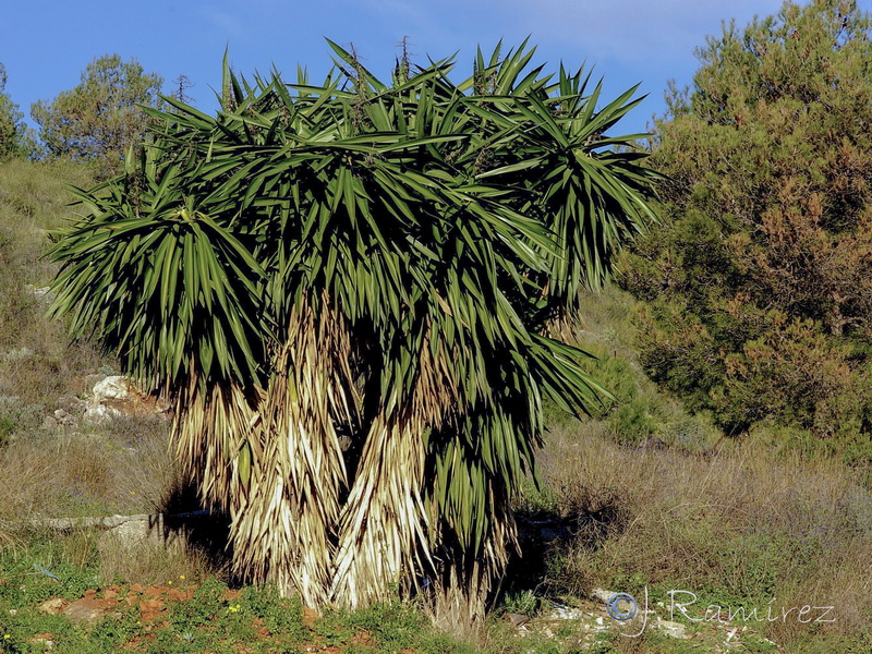 Yucca gigantea.01