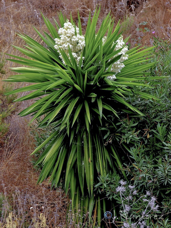 Yucca gigantea.02