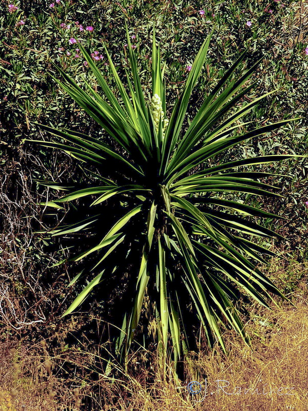 Yucca gigantea.03