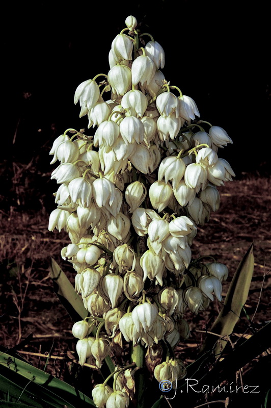 Yucca gigantea.04