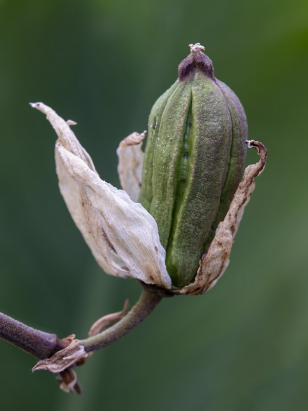 Yucca glorosiosa.06