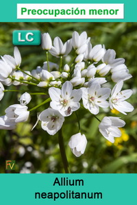 Allium neapolitanum