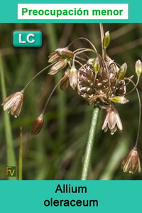 Allium oleraceum