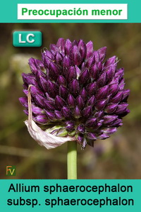 Allium sphaerocephalon sphaerocephalon