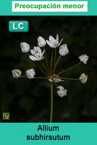 Allium subhirsutum