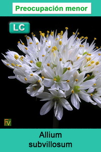 Allium subvillosum