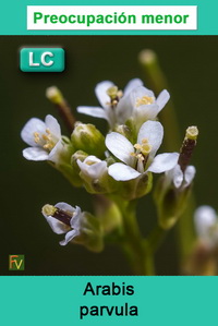 Arabis parvula