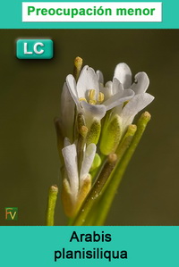 Arabis planisiliqua