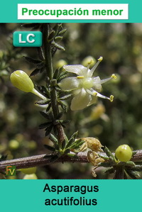 Asparagus acutifolius