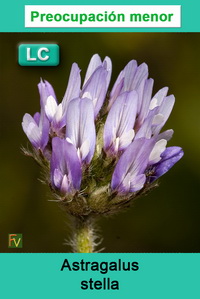 Astragalus stella