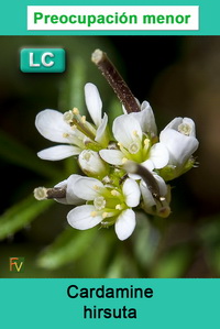 Cardamine hirsuta