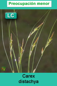 Carex distachya