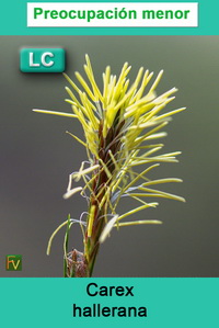 Carex hallerana