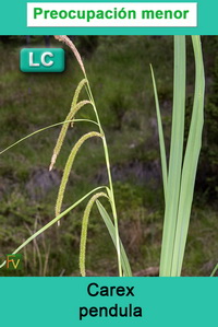 Carex pendula