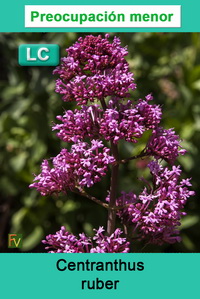 Centranthus ruber