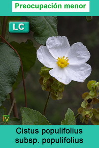 Cistus populifolius populifolius