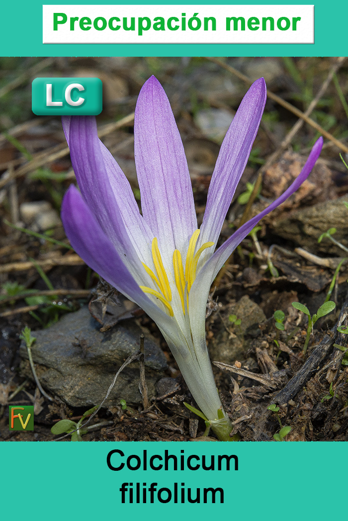 Colchicum filifolium