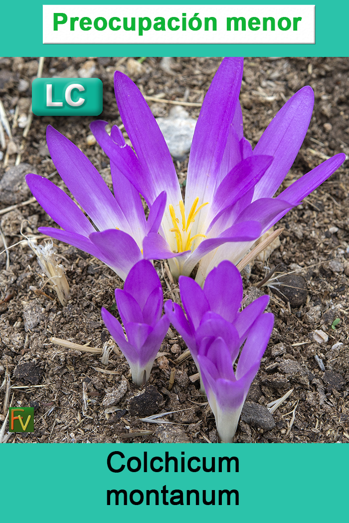 Colchicum montanum