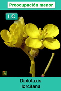 Diplotaxis ilorcitana