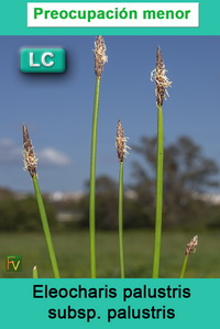 Eleocharis palustris palustris