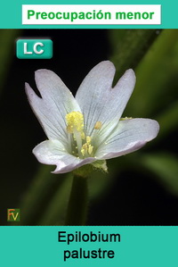 Epilobium palustre