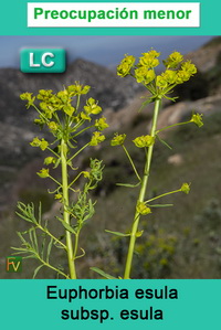 Euphorbia esula esula