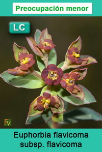 Euphorbia flavicoma flavicoma