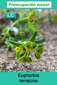 Euphorbia terracina