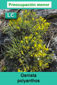 Genista polyanthos