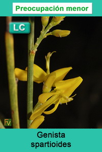 Genista spartioides