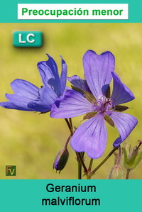 Geranium malviflorum