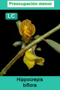 Hippocrepis biflora