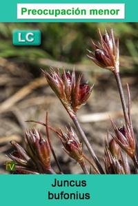 Juncus bufonius congestus