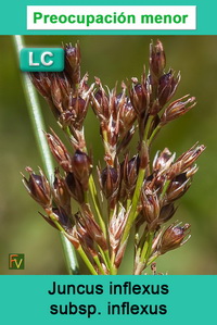 Juncus inflexus inflexus