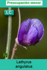 Lathyrus angulatus