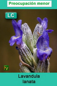 Lavandula lanata