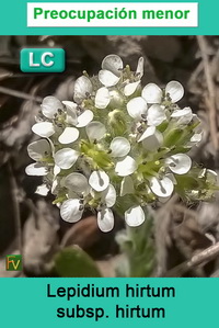 Lepidium hirtum hirtum