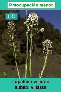 Lepidium villarsii villarsii