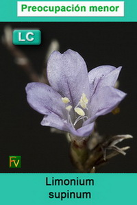 Limonium supinum