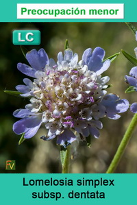 Lomelosia simplex dentata