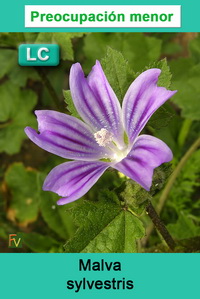 Malva sylvestris